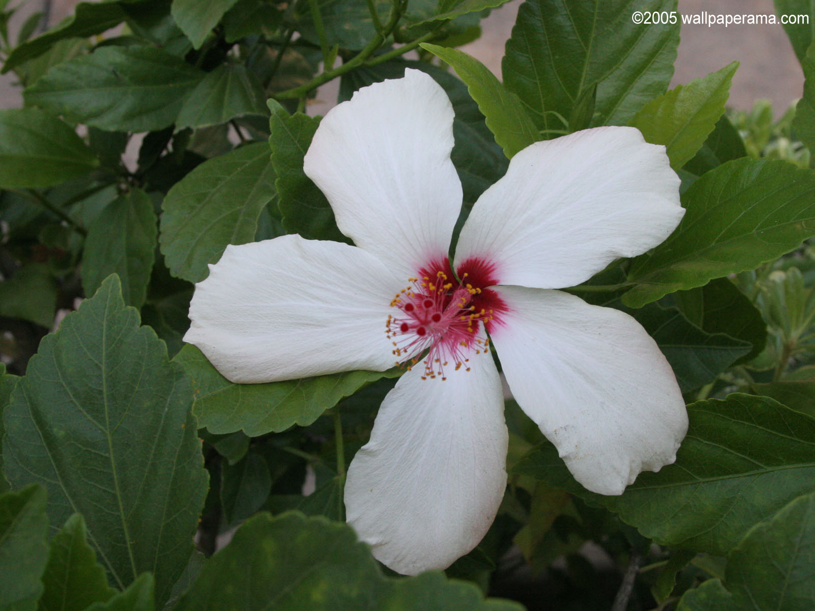 White Carnation Wallpaper