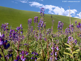 Wild Flowers Wallpaper