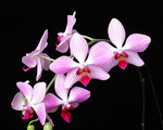 Wild Orchids Wallpaper