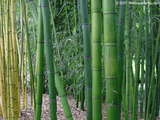 Bamboo Garden Wallpaper