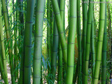 Bamboo Wallpaper