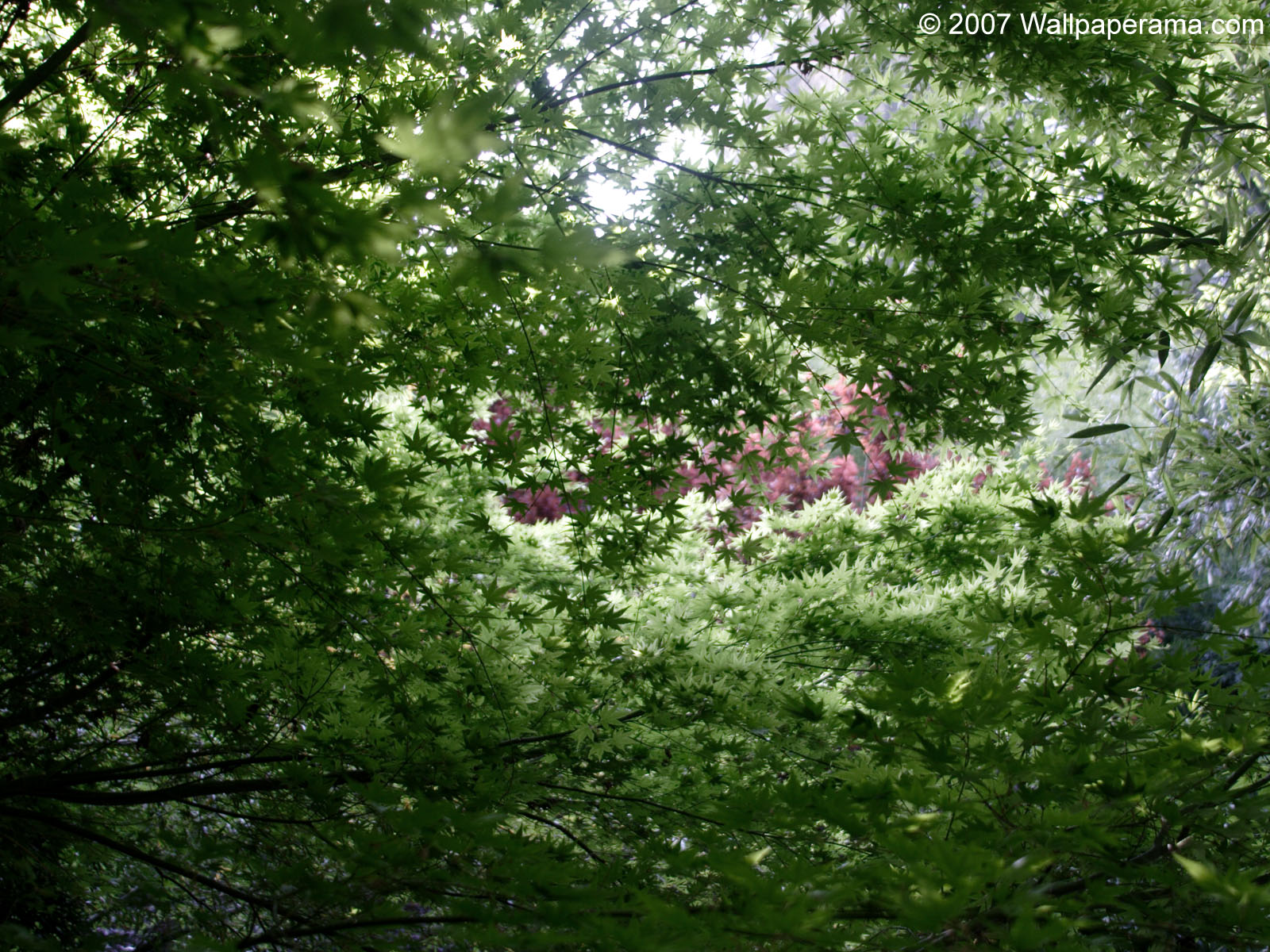 Japanese Maple Tree Wallpaper