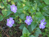Little Purple Flowers Wallpaper
