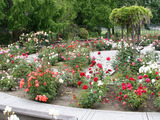 Rose Garden Wallpaper