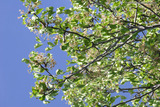 Tree Leaves Wallpaper