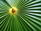 Palm Sunday Wallpaper