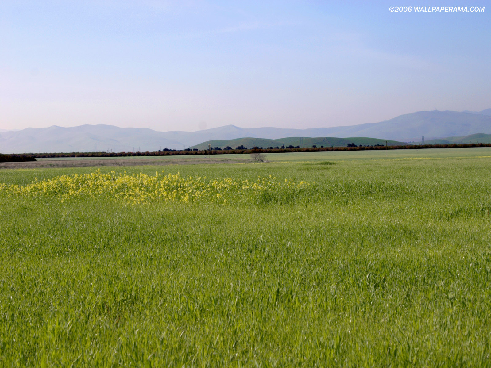 Green Field Wallpaper