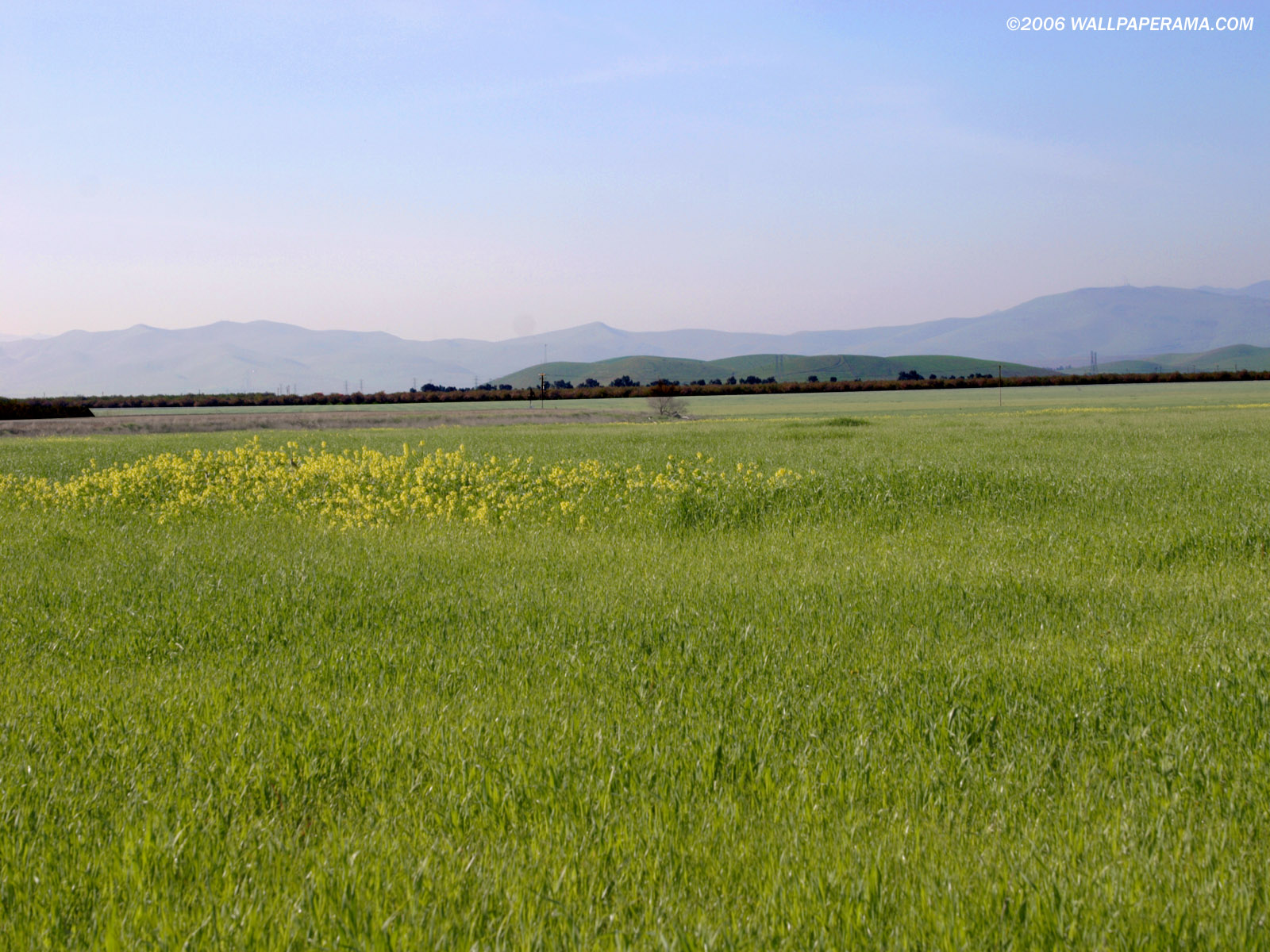 Green Field Wallpaper