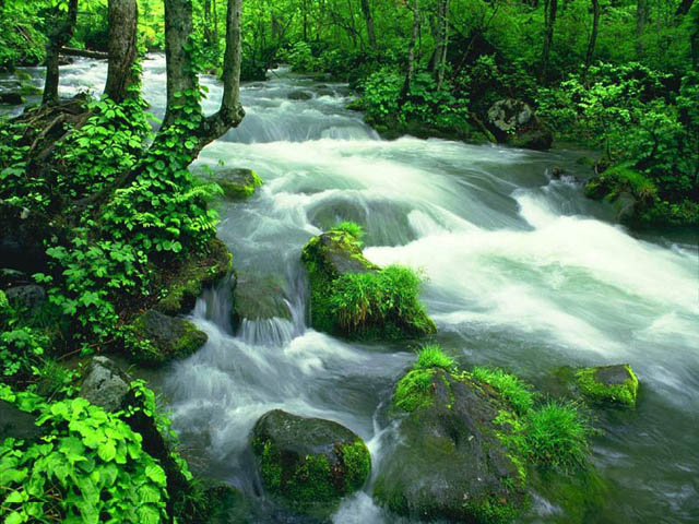 Green Water Fall Wallpaper