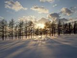 Trees In Snow Wallpaper
