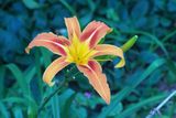 Daylilly In Texas Wallpaper
