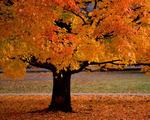 Autumn Tree Wallpaper