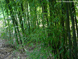 Bambo Forest Wallpaper