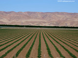 California Farm Wallpaper