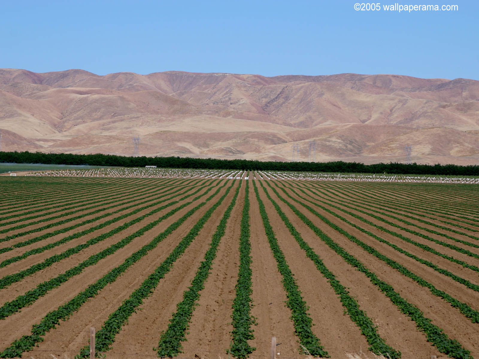 California Farm Wallpaper