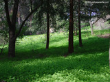 Green Forest Wallpaper