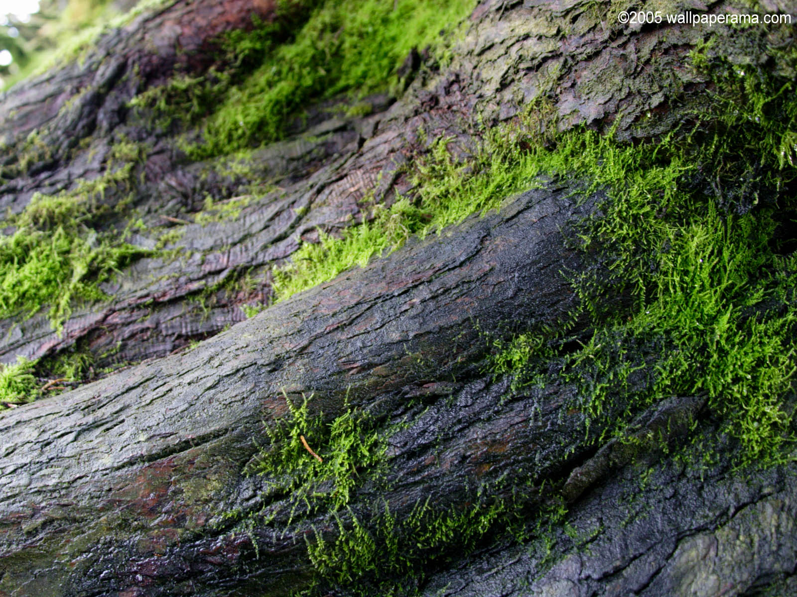 Green Moss Wallpaper