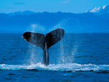 Humpback Whale Wallpaper