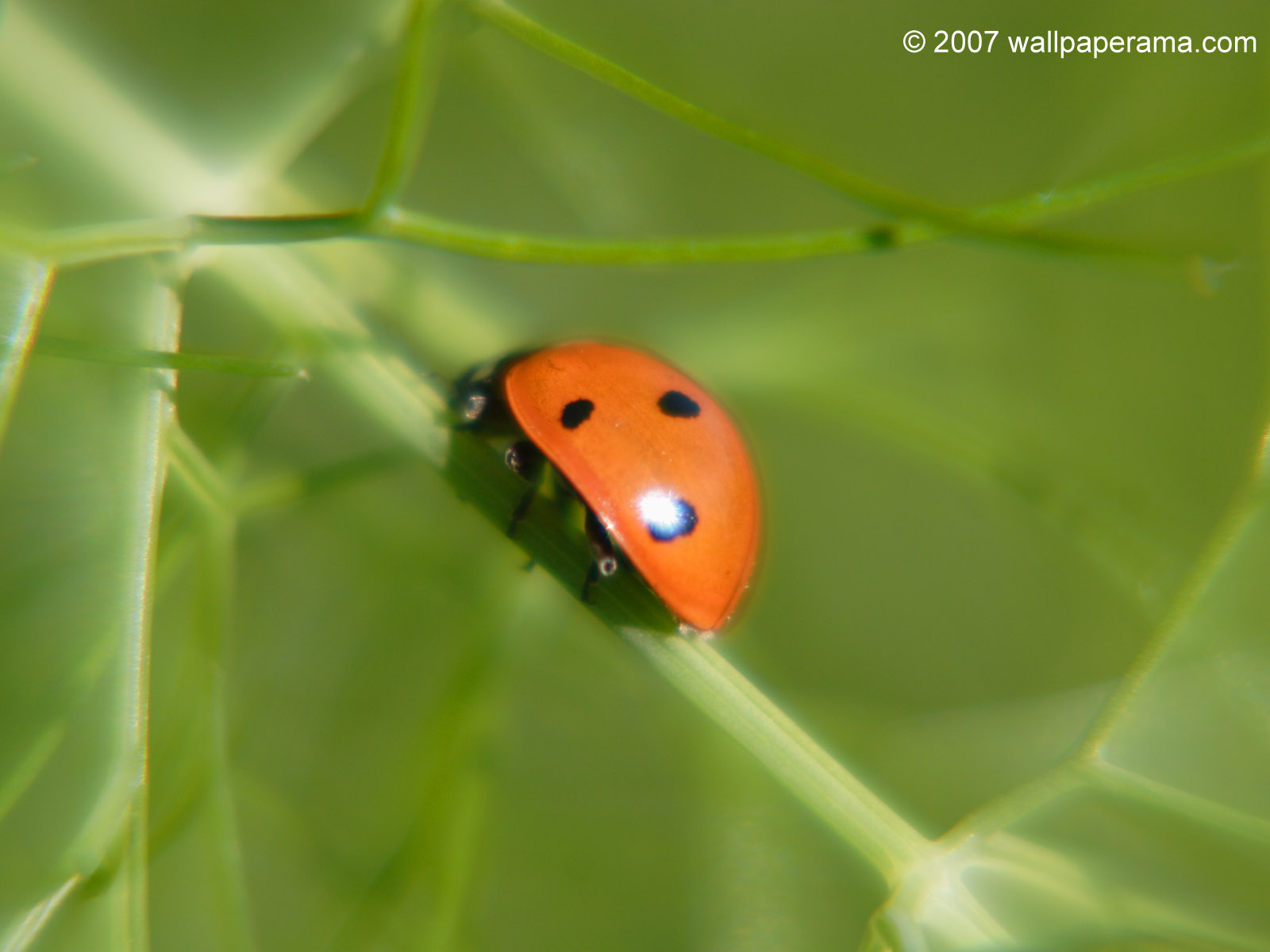 Lady Bug Wallpaper