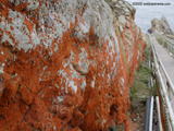 Orange Moss Wallpaper