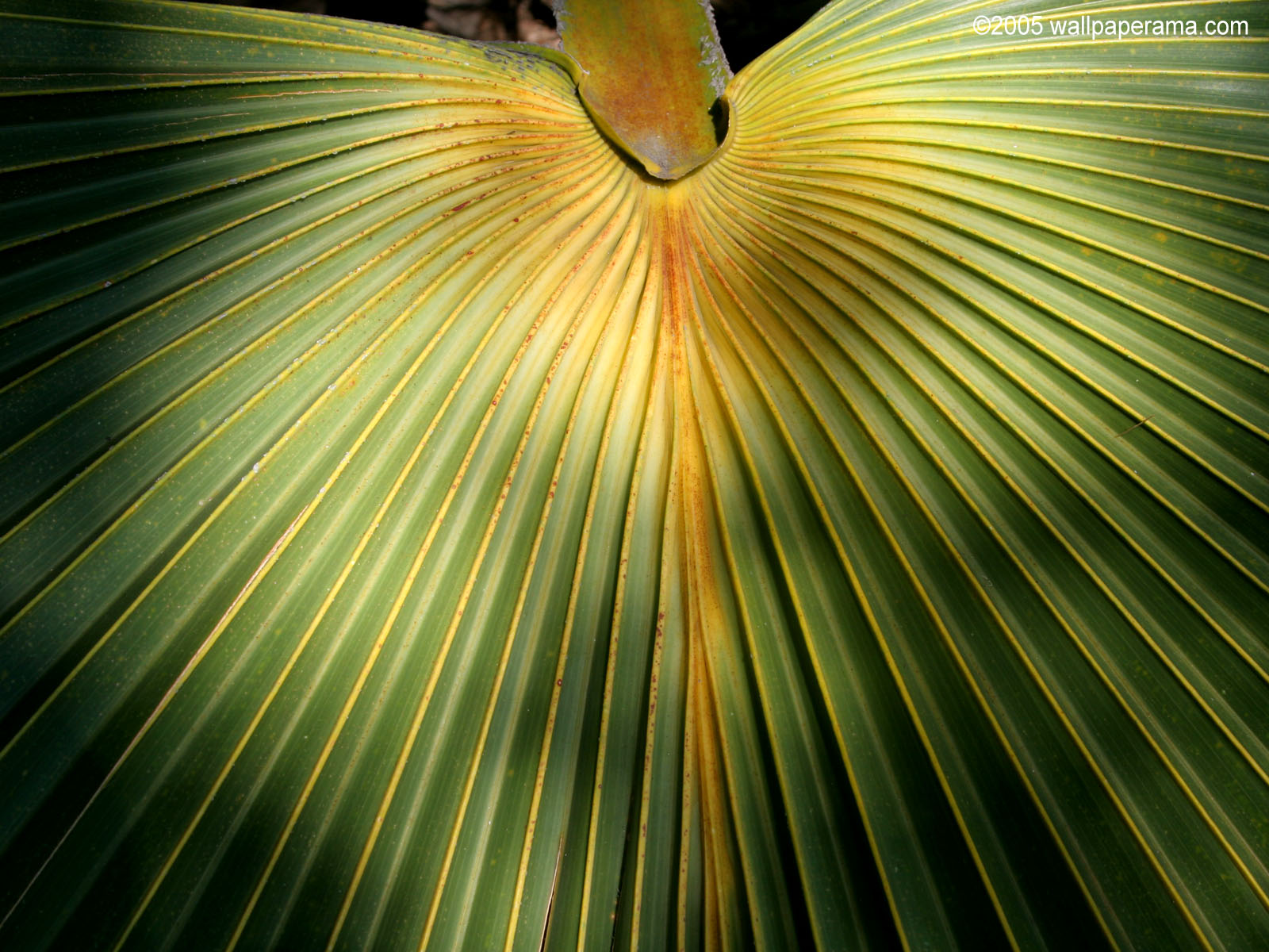 Palm Leaf Wallpaper