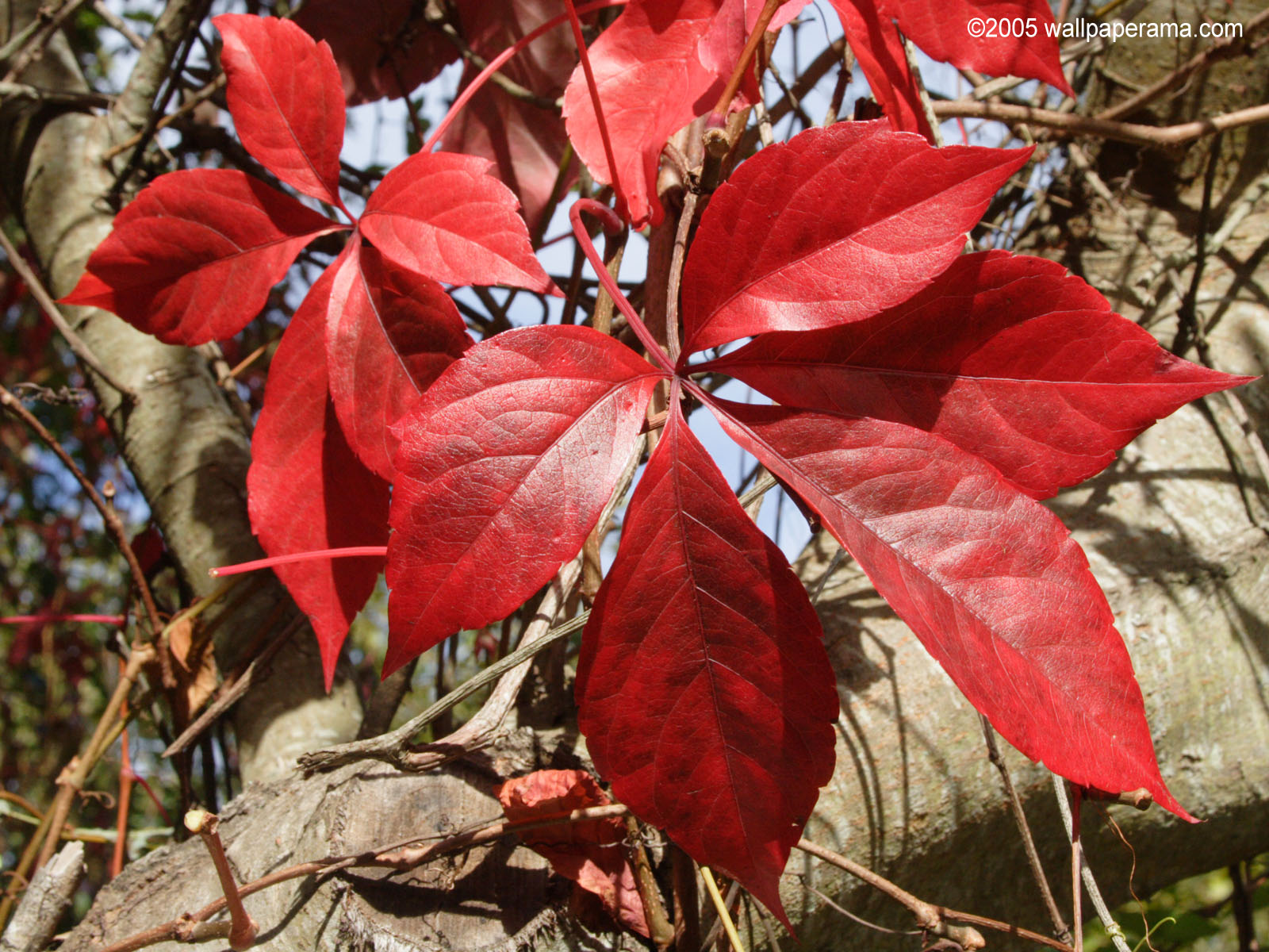 Red Leaf Wallpaper