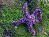 Sea Star Wallpaper