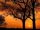 Sunset Trees Wallpaper