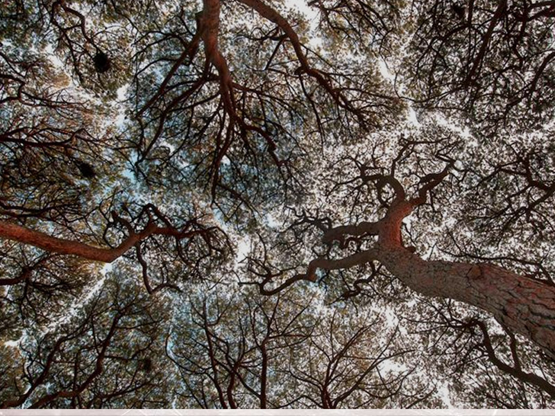 Tree Patterns Wallpaper