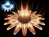 3d Flowers Wallpaper