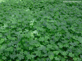 3 Three Leaf Clovers Wallpaper