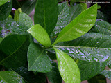 Gardena Leaves Wallpaper