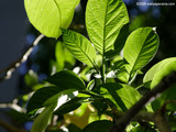 Green Leaves Wallpaper