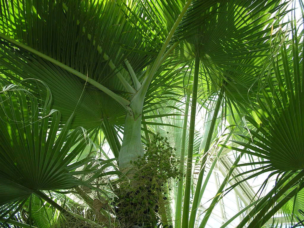 Palm Wallpaper