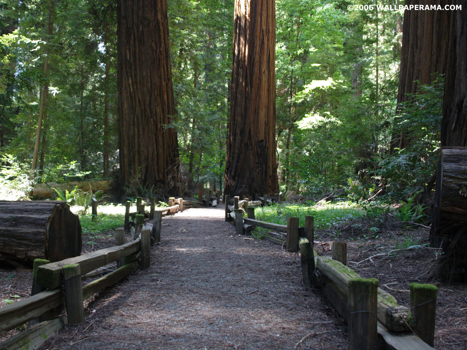 Redwood Trees Wallpaper