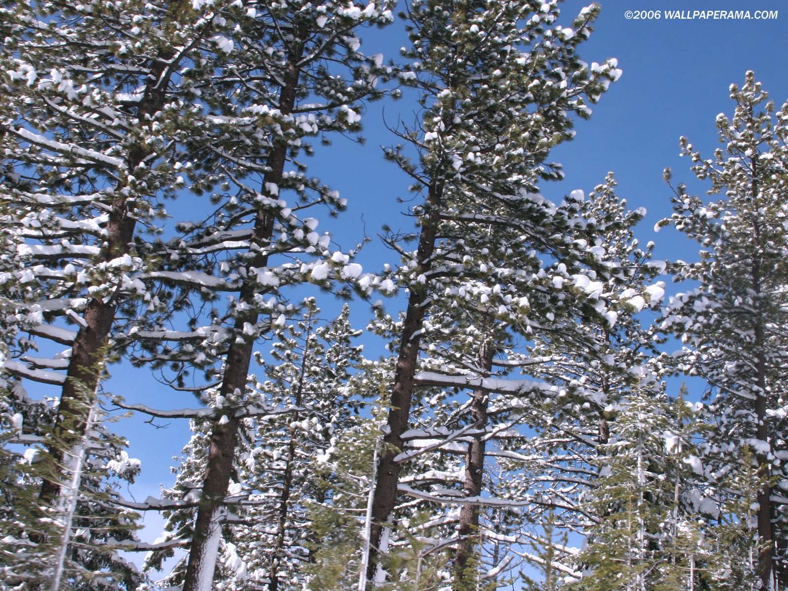 Sugar Pine Tree Wallpaper