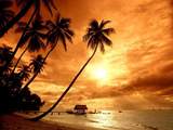 Sunset Palm Trees Wallpaper