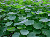 Umbrella Leaf Plant Wallpaper