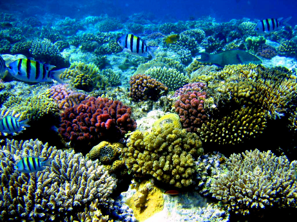 Coral Reef Wallpaper